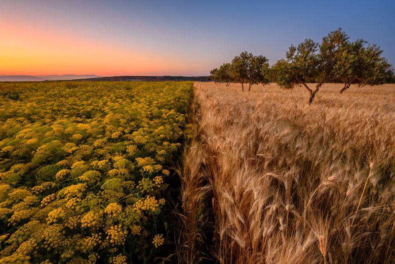 Hyperfocal Distance Landscape Ajloun-Field-Sunset